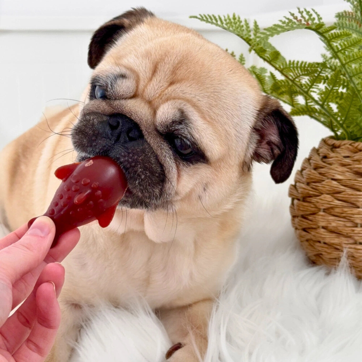 Strawberry & Banana Dolphin Chew